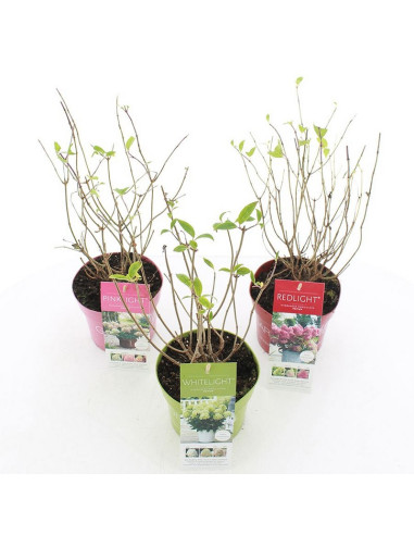 HYDRANGEA PANICULATA IMP T17CM