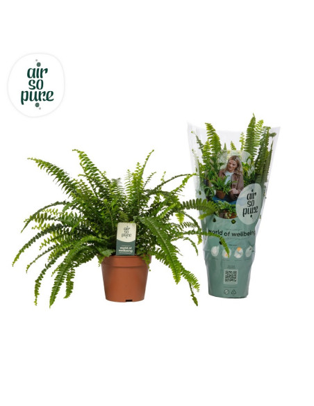 NEPHROLEPIS EXALTATA  T13CM