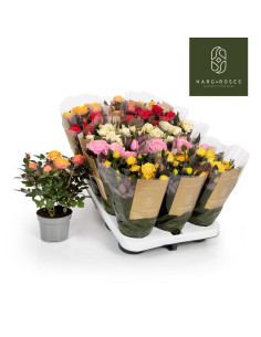 ROSER PITIMINI IMP T10,5CM