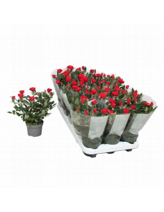 ROSER PITIMINI IMP T10,5CM 2