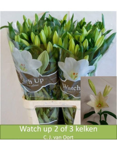 LILIUM LONGIFLORUM PREU TIJA POMX10 2