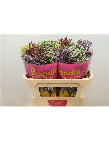 LIMONIUM CONFETTI EXTRA PREU POM