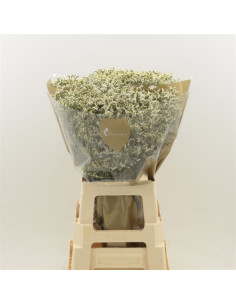 LIMONIUM CONFETTI EXTRA PREU POM 2