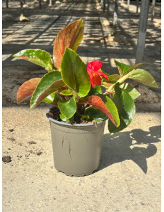 BEGONIA DRAGON WING T14CM