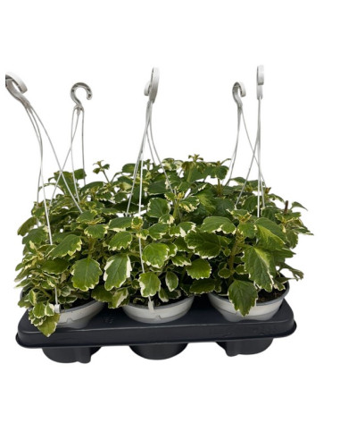 PLECTRANTHUS COLEOIDES T18CM PENJADOR