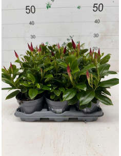 DIPLADENIA ARBUSTIVA T14CM