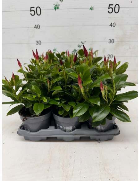 DIPLADENIA ARBUSTIVA T14CM