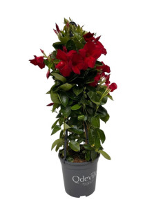 DIPLADENIA ARBUSTIVA T20CM PIRAMIDE GANCHO