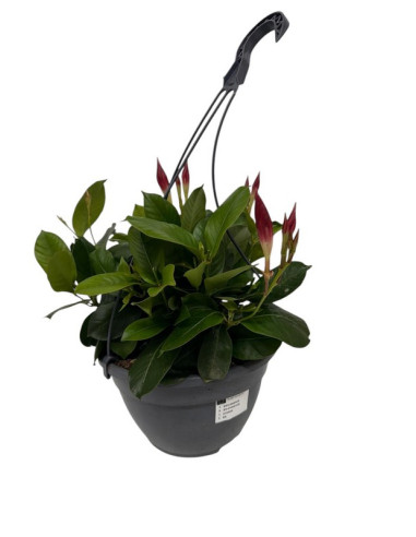 DIPLADENIA ARBUSTIVA T20CM PENJADOR