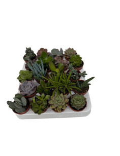 SUCULENTAS MIX PAIS T5.5CM