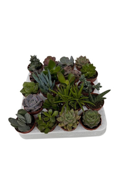SUCULENTAS MIX PAIS T5.5CM