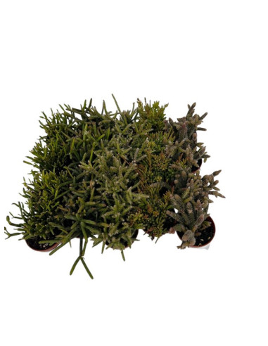 SUCULENTAS MIX PAIS T5.5CM