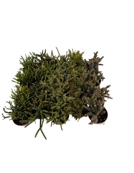 SUCULENTAS MIX PAIS T5.5CM