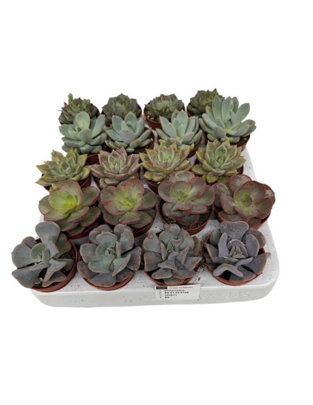 SUCULENTAS MIX PAIS T5.5CM