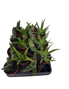 SUCULENTAS MIX PAIS 8,5CM