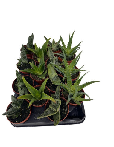 SUCULENTAS MIX PAIS 8,5CM
