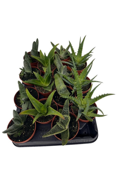 SUCULENTAS MIX PAIS 8,5CM