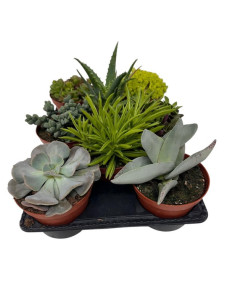 SUCULENTAS MIX PAIS T12CM