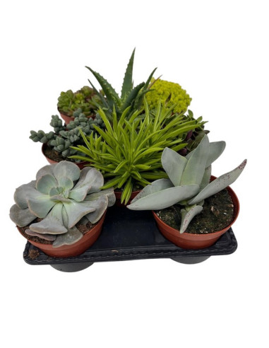 SUCULENTAS MIX PAIS T12CM
