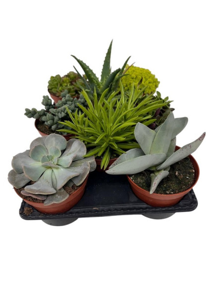 SUCULENTAS MIX PAIS T12CM