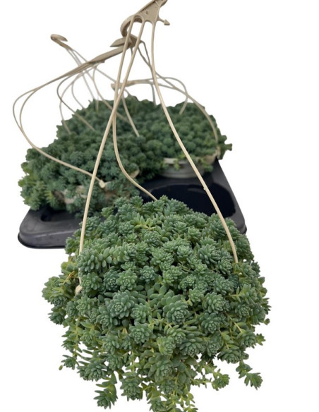 SEDUM DASIPHILLUM SILVER ROSE T15CM