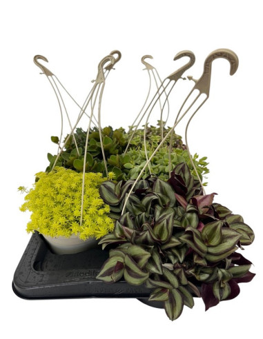 SUCULENTAS MIX PAIS T15CM PENJADOR