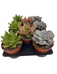 ECHEVERIA MIX PAIS T12CM