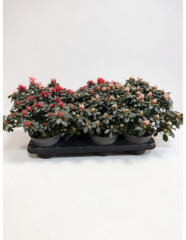AZALEA JAPONICA T14CM
