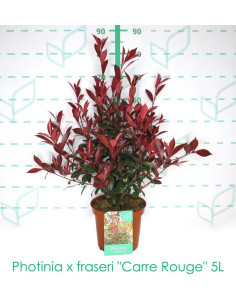 PHOTINIA CARRE ROUGE T5LT