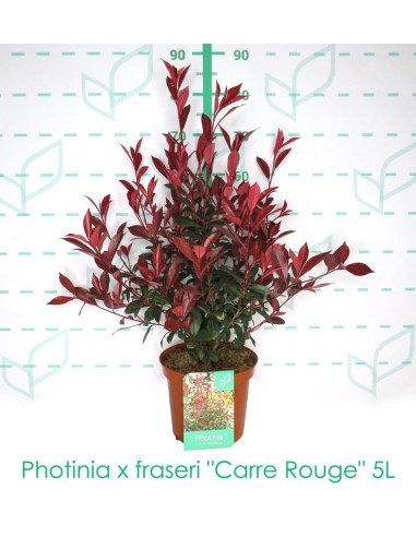 PHOTINIA CARRE ROUGE T5LT