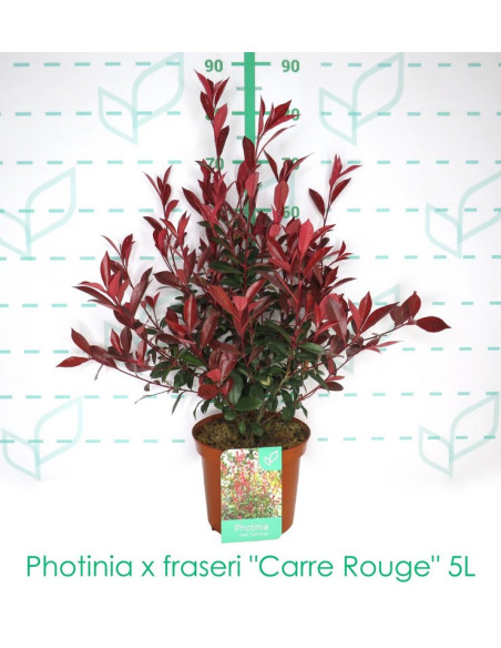 PHOTINIA CARRE ROUGE T5LT