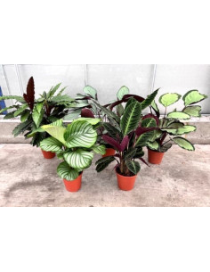 CALATHEA MIX T19CM 2