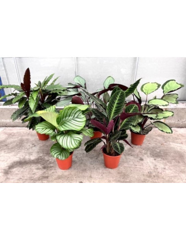 CALATHEA MIX T19CM