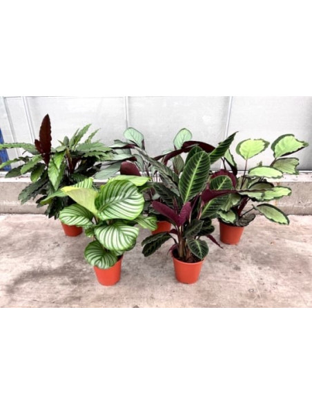 CALATHEA MIX T19CM