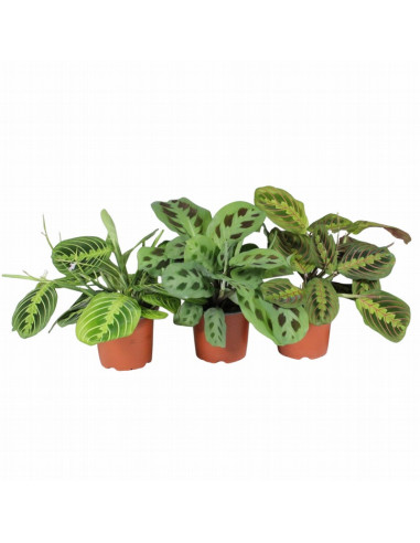 CALATHEA MIX T12CM