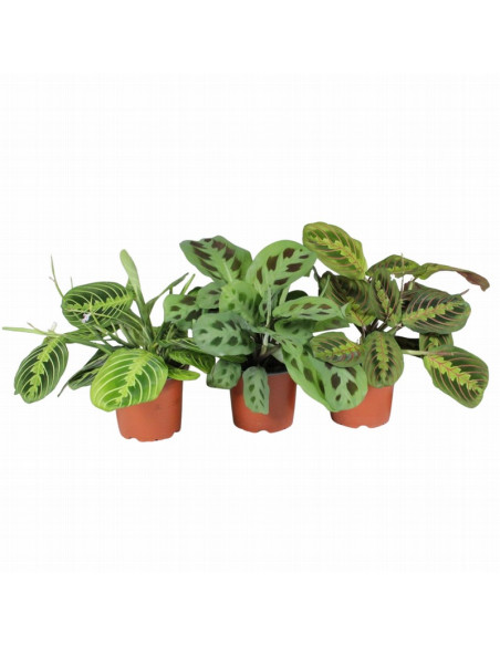 CALATHEA MIX T12CM