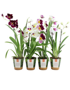 ORQUIDEA MILTONIOPSIS MIX T12CM