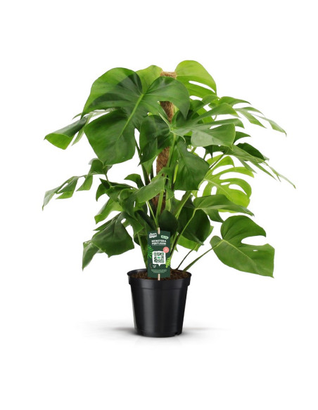 MONSTERA DELICIOSA T19CM IMP