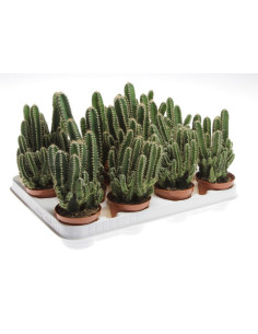 CEREUS PERUVIANOS T8,5CM