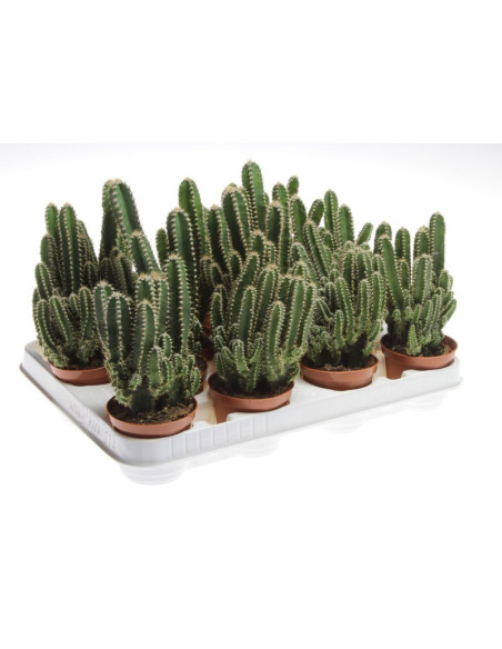 CEREUS PERUVIANOS T8,5CM