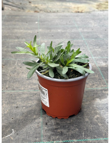 ARTEMISIA DRACUNCULUS T11CM ESTRAGO