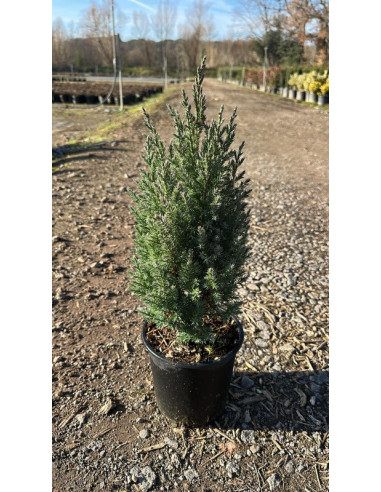 JUNIPERUS CHINENSIS STRICTA T2,5LT