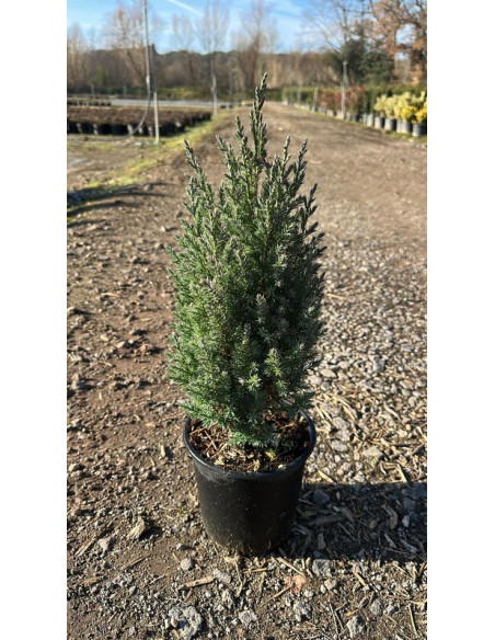 JUNIPERUS CHINENSIS STRICTA T2,5LT