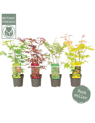 ACER PALMATUM IMP T10CM