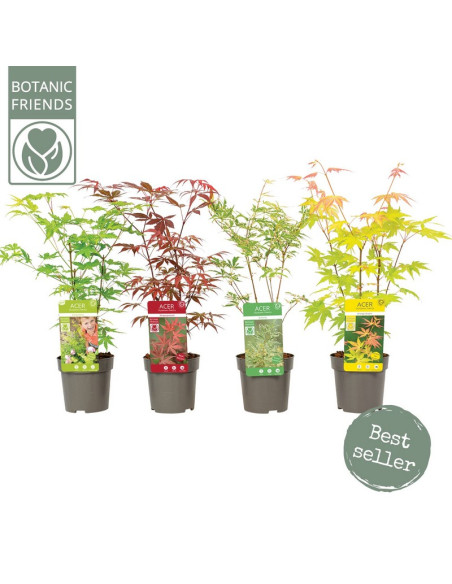 ACER PALMATUM IMP T10CM