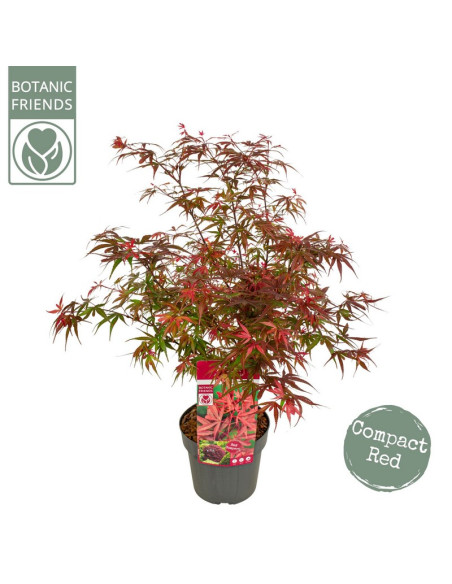 ACER PALMATUM SHAINA IMP T19CM VERMELL