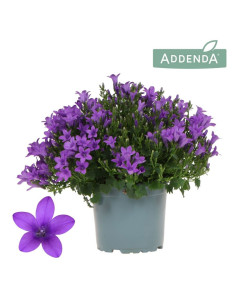 CAMPANULA IMP T12CM