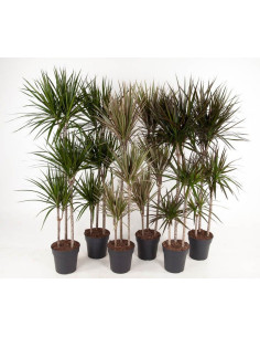 DRACAENA MIX T24CM 3 TRONCS
