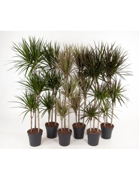 DRACAENA MIX T24CM 3 TRONCS