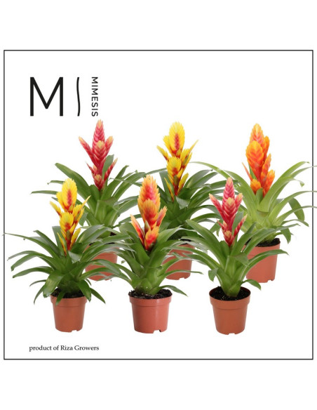 VRIESIA MIX T12CM